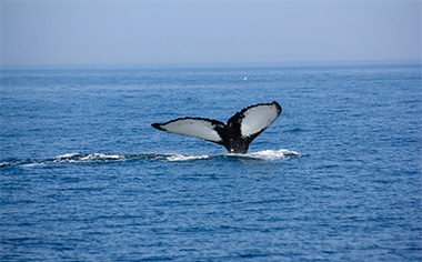 Killer Whale offshore Plymouth, Massachusetts